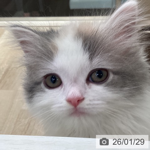 福岡県のマンチカン (ペットプラス ららぽーと福岡店/2025年11月28日生まれ/女の子/ダイリュートキャリコ)の子猫の4枚目の画像