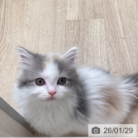 福岡県のマンチカン (ペットプラス ららぽーと福岡店/2025年11月28日生まれ/女の子/ダイリュートキャリコ)の子猫の3枚目の画像