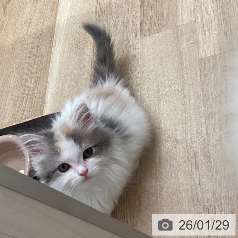 福岡県のマンチカン (ペットプラス ららぽーと福岡店/2025年11月28日生まれ/女の子/ダイリュートキャリコ)の子猫の3枚目の画像