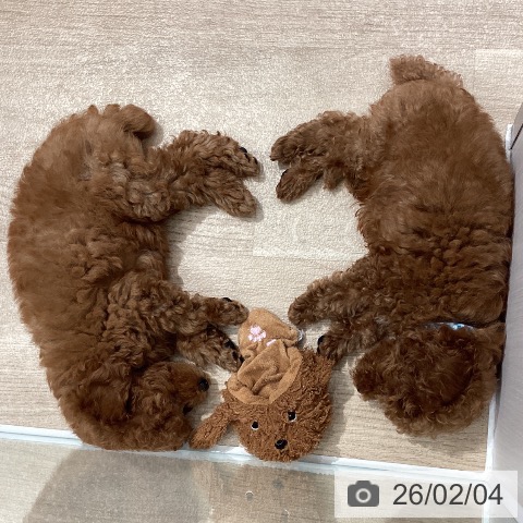 トイ・プードルの写真