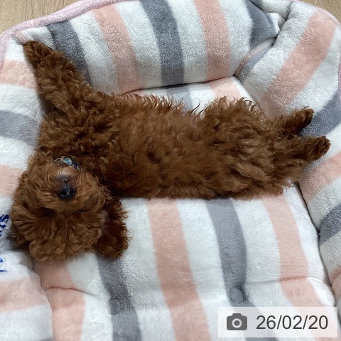 トイ・プードルの写真