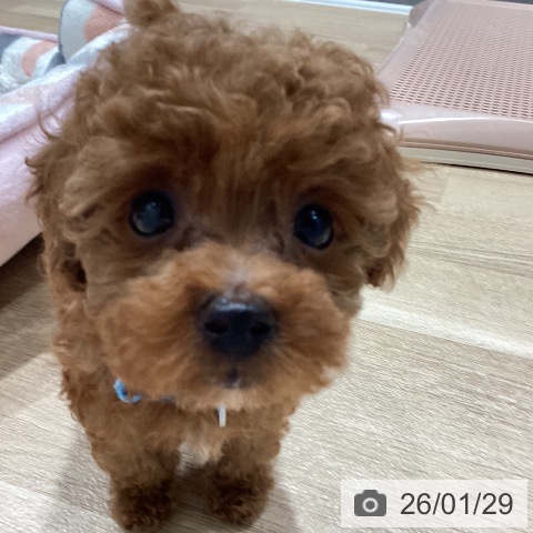 埼玉県のトイプードル(トイ) (ペットプラス ピオニウォーク東松山店/2025年11月28日生まれ/男の子/レッド)の子犬の4枚目の画像