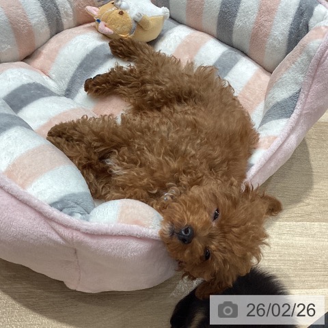 トイ・プードルの写真