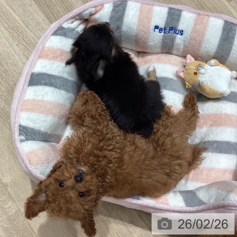 トイ・プードルの写真