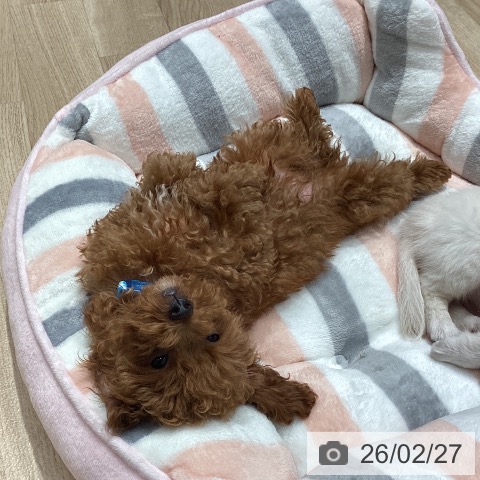 埼玉県のトイプードル(トイ) (ペットプラス ピオニウォーク東松山店/2025年11月28日生まれ/男の子/レッド)の子犬の4枚目の画像