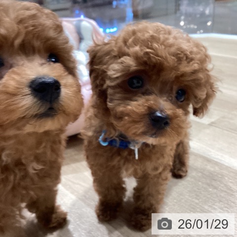 埼玉県のトイプードル(トイ) (ペットプラス ピオニウォーク東松山店/2025年11月28日生まれ/男の子/レッド)の子犬の3枚目の画像