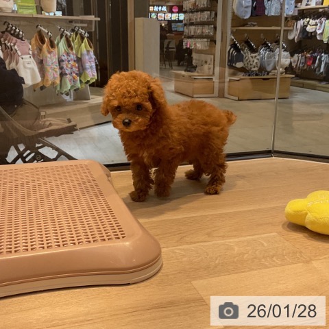 東京都のトイプードル(トイ) (ペットプラス アクアシティお台場店/2025年11月28日生まれ/男の子/レッド)の子犬の4枚目の画像