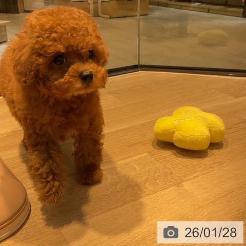 東京都のトイプードル(トイ) (ペットプラス アクアシティお台場店/2025年11月28日生まれ/男の子/レッド)の子犬の3枚目の画像