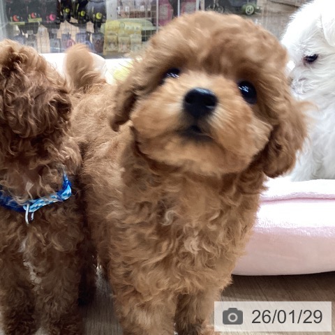 埼玉県のトイプードル(トイ) (ペットプラス ピオニウォーク東松山店/2025年11月28日生まれ/女の子/レッド)の子犬の4枚目の画像