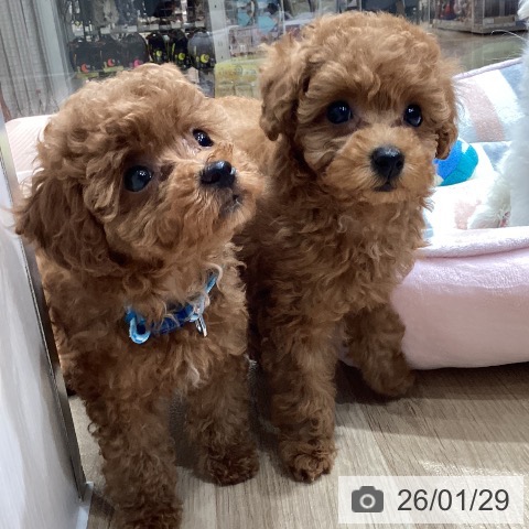 埼玉県のトイプードル(トイ) (ペットプラス ピオニウォーク東松山店/2025年11月28日生まれ/女の子/レッド)の子犬の3枚目の画像