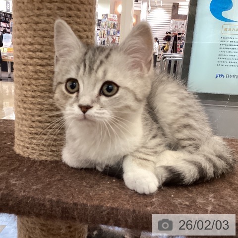 福岡県のマンチカン (ペットプラス 福岡伊都店/2025年11月6日生まれ/男の子/シルバータビーホワイト)の子猫の3枚目の画像