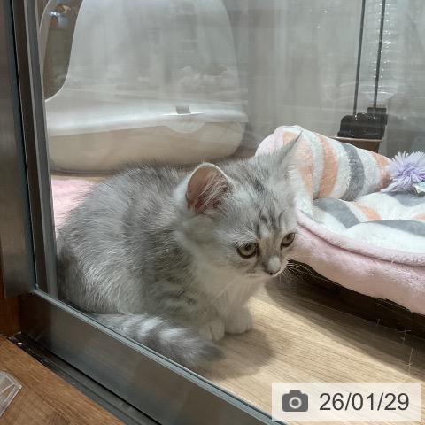 マンチカンの写真