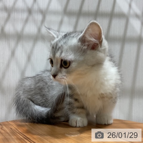 マンチカンの写真