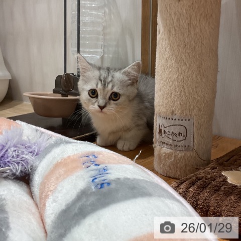 福岡県のマンチカン (ペットプラス 八幡東店/2025年11月6日生まれ/女の子/シルバータビーホワイト)の子猫の4枚目の画像