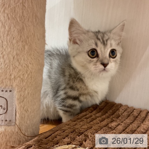 福岡県のマンチカン (ペットプラス 八幡東店/2025年11月6日生まれ/女の子/シルバータビーホワイト)の子猫の3枚目の画像
