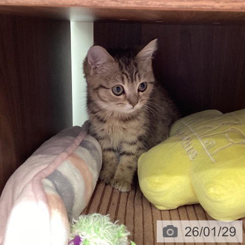 福岡県のマンチカン (ペットプラス 春日店/2025年11月6日生まれ/女の子/ブラウンマッカレルタビー)の子猫の4枚目の画像