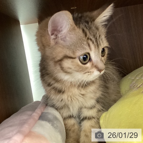 福岡県のマンチカン (ペットプラス 春日店/2025年11月6日生まれ/女の子/ブラウンマッカレルタビー)の子猫の3枚目の画像