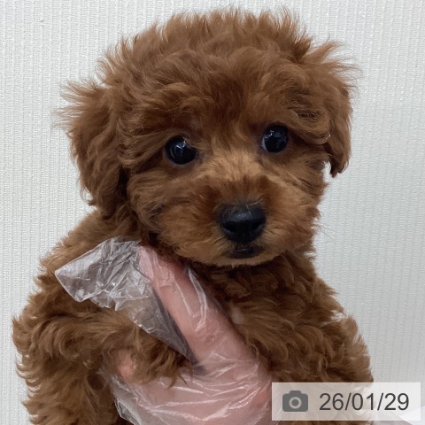 千葉県のトイプードル(トイ) (ペットプラス 成田店/2025年11月28日生まれ/女の子/レッド)の子犬の3枚目の画像
