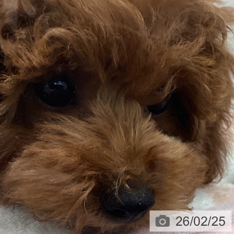 茨城県のトイプードル(トイ) (ペッツワン つくば店/2025年11月28日生まれ/女の子/レッド)の子犬の4枚目の画像