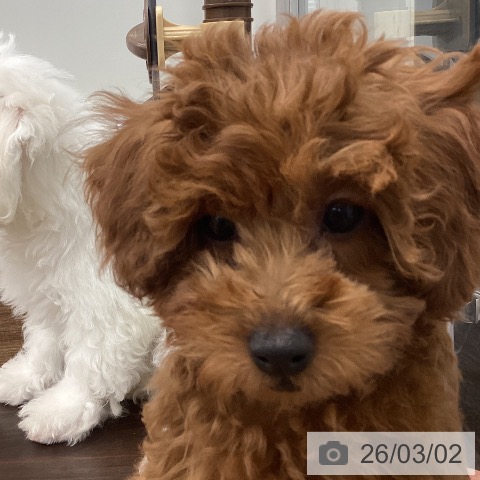 茨城県のトイプードル(トイ) (ペッツワン つくば店/2025年11月28日生まれ/女の子/レッド)の子犬の4枚目の画像