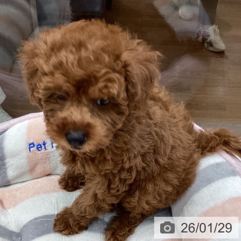 千葉県のトイプードル(トイ) (ペットプラス 成田店/2025年11月28日生まれ/女の子/レッド)の子犬の3枚目の画像