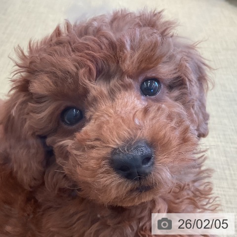 トイ・プードルの写真