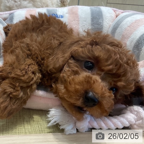 福島県のトイプードル(トイ) (ペットプラス イオンタウン郡山店/2025年11月28日生まれ/女の子/レッド)の子犬の4枚目の画像