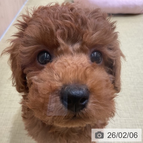 福島県のトイプードル(トイ) (ペットプラス イオンタウン郡山店/2025年11月28日生まれ/女の子/レッド)の子犬の3枚目の画像