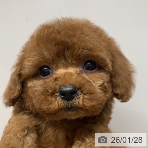 千葉県のトイプードル(トイ) (ペットプラス 幕張新都心店/2025年11月28日生まれ/女の子/レッド)の子犬の3枚目の画像