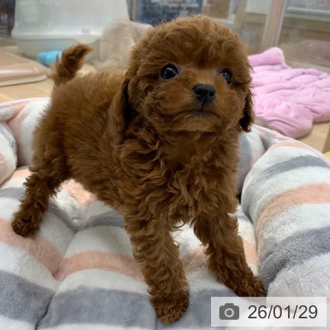 東京都のトイプードル(トイ) (ペットプラス アクアシティお台場店/2025年11月28日生まれ/女の子/レッド)の子犬の4枚目の画像