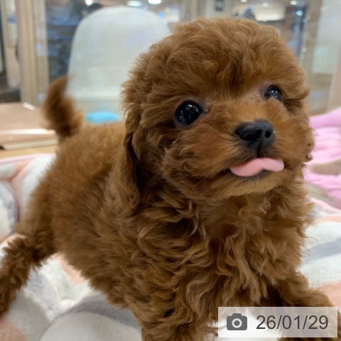 東京都のトイプードル(トイ) (ペットプラス アクアシティお台場店/2025年11月28日生まれ/女の子/レッド)の子犬の3枚目の画像