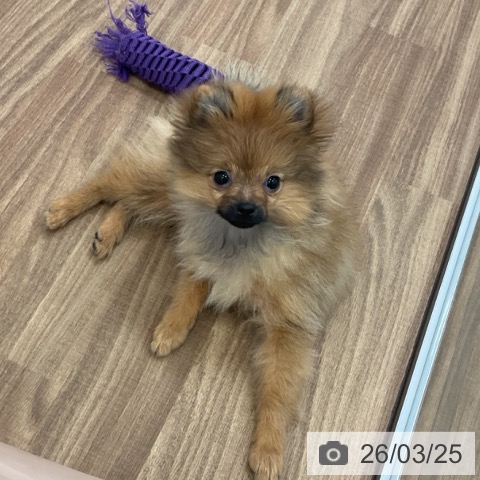 茨城県のポメラニアン (ペッツワン 古河店/2025年11月24日生まれ/女の子/オレンジ)の子犬の4枚目の画像