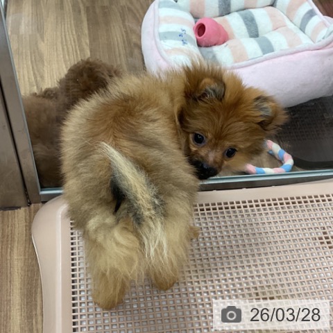 茨城県のポメラニアン (ペッツワン 古河店/2025年11月24日生まれ/女の子/オレンジ)の子犬の3枚目の画像