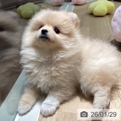 埼玉県のポメラニアン (ペットプラス イオンモール春日部店/2025年11月28日生まれ/女の子/クリーム)の子犬の4枚目の画像