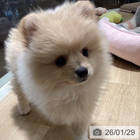 埼玉県のポメラニアン (ペットプラス イオンモール春日部店/2025年11月28日生まれ/女の子/クリーム)の子犬の3枚目の画像