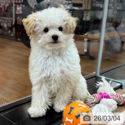 東京都のトイプードル(トイ) (ペッツワン 青梅インター店/2025年11月29日生まれ/男の子/クリーム)の子犬の4枚目の画像