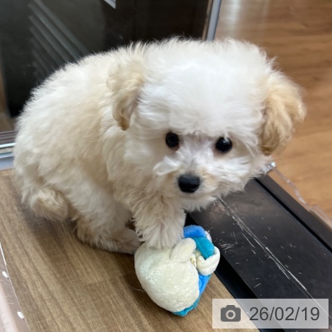 東京都のトイプードル(トイ) (ペッツワン 青梅インター店/2025年11月29日生まれ/男の子/クリーム)の子犬の3枚目の画像