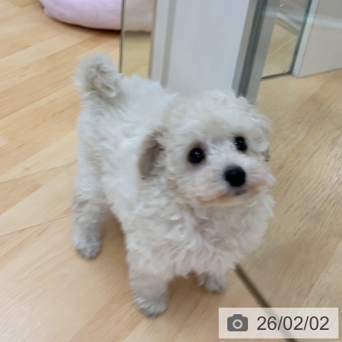 埼玉県のトイプードル(トイ) (ペットプラス 浦和美園店/2025年11月29日生まれ/女の子/クリーム)の子犬の4枚目の画像