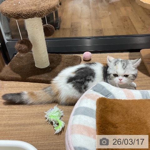 東京都のミヌエット (ペッツワン 青梅インター店/2025年11月22日生まれ/女の子/シルバーパッチドタビーホワイト)の子猫の4枚目の画像