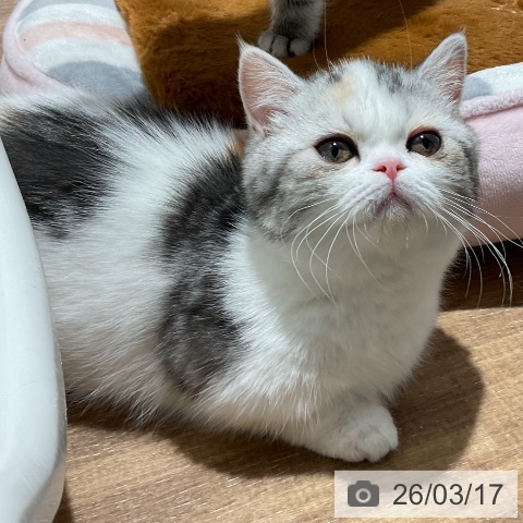 東京都のミヌエット (ペッツワン 青梅インター店/2025年11月22日生まれ/女の子/シルバーパッチドタビーホワイト)の子猫の3枚目の画像