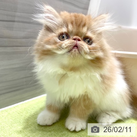 神奈川県のエキゾチック (ペットプラス テラスモール湘南店/2025年11月27日生まれ/男の子/レッドタビーホワイト)の子猫の3枚目の画像