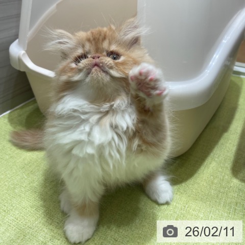 エキゾチックの写真