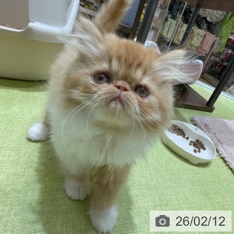 エキゾチックの写真