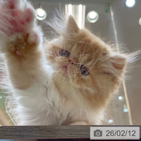 エキゾチックの写真