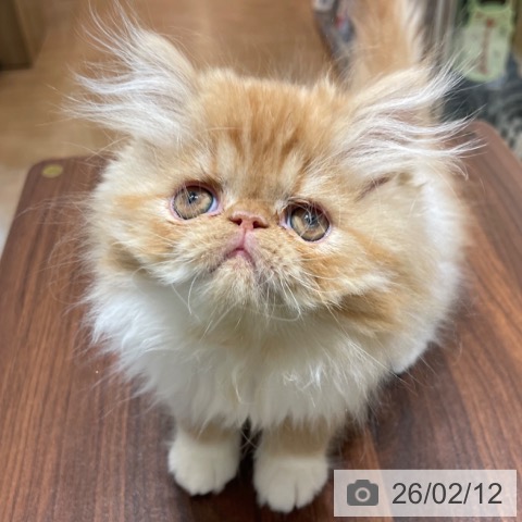 エキゾチックの写真