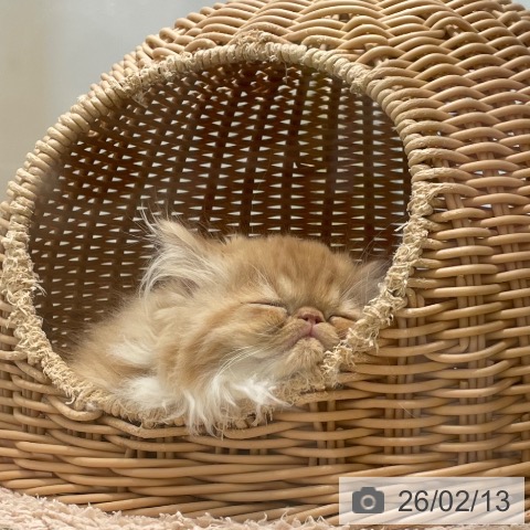 エキゾチックの写真