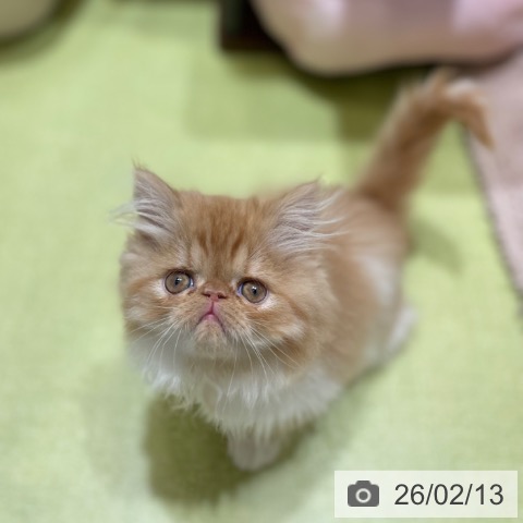 エキゾチックの写真