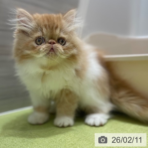 エキゾチックの写真