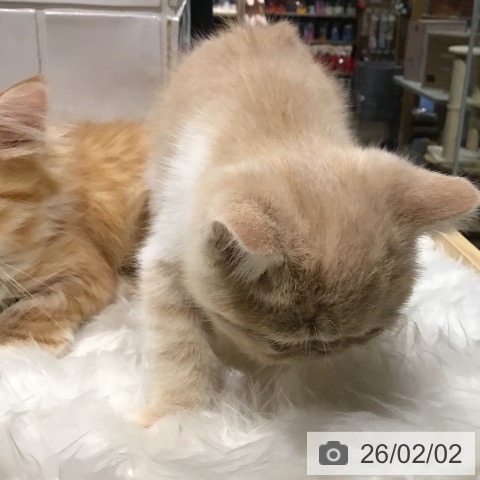 エキゾチックの写真