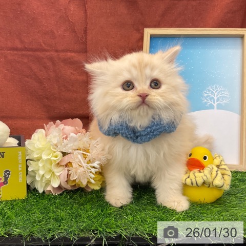 千葉県のスコティッシュフォールド (ペットプラス コトエ流山おおたかの森店/2025年11月27日生まれ/男の子/クリームタビー)の子猫の4枚目の画像